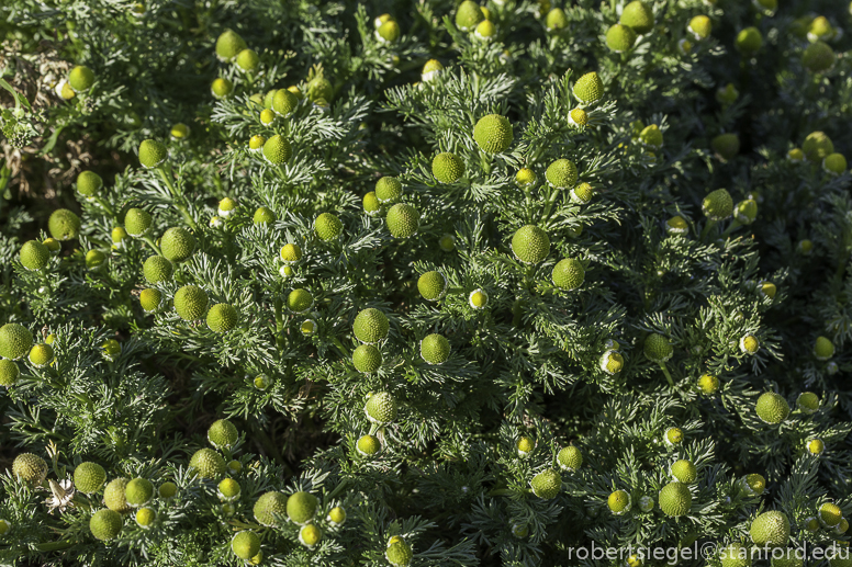 pineappleweed